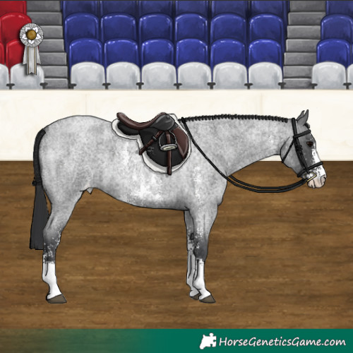 Horse Color:Blue Roan Sabino Appaloosa 