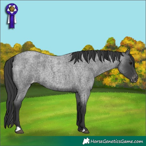 Horse Color:Blue Roan Appaloosa 
