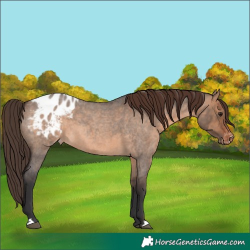 Horse Color:Brown Roan Dun Appaloosa 