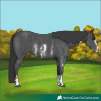 Horse Color:Black Sabino 