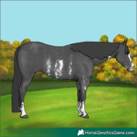 Horse Color:Black Sabino 