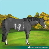 Horse Color:Black Sabino 