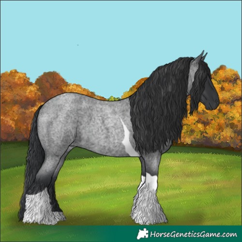 Horse Color:Blue Roan Tobiano