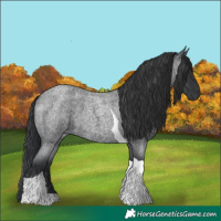 Horse Color:Blue Roan Tobiano 