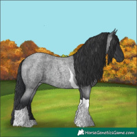 Horse Color:Blue Roan Tobiano 