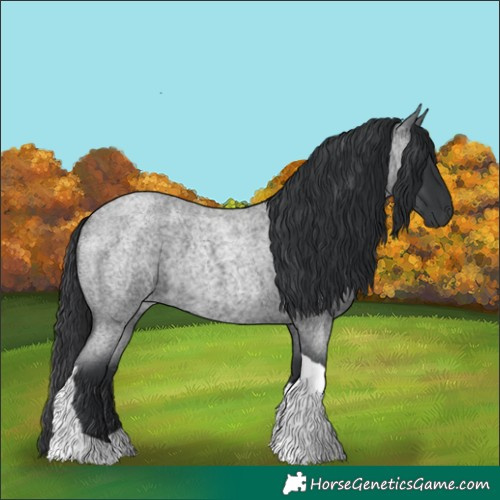 Horse Color:Blue Roan Tobiano 
