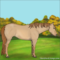 Horse Color:Red Dun