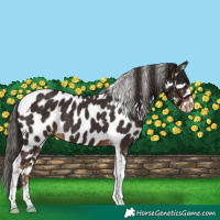 Horse Color:Liver Chestnut Tobiano Appaloosa 