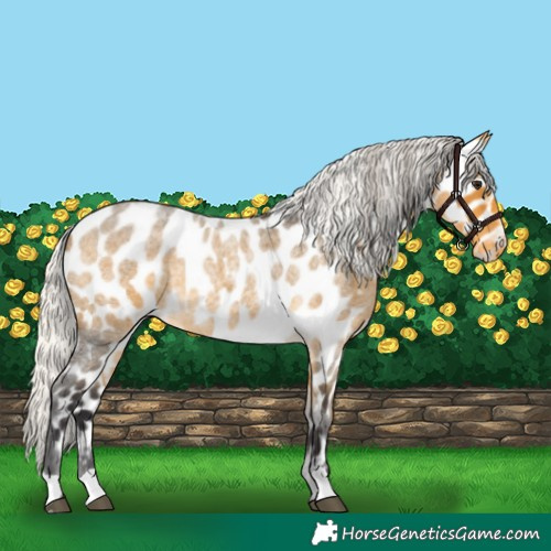 Horse Color:Silver Buckskin Roan Appaloosa 