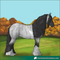Horse Color:Blue Roan Tobiano 
