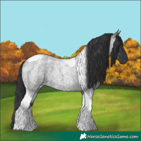 Horse Color:Blue Roan Tobiano