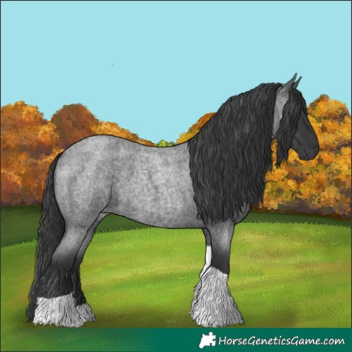 Horse Color:Blue Roan Tobiano