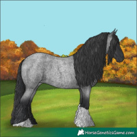 Horse Color:Blue Roan Tobiano