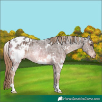 Horse Color:White Spotted Liver Chestnut Ice Appaloosa 