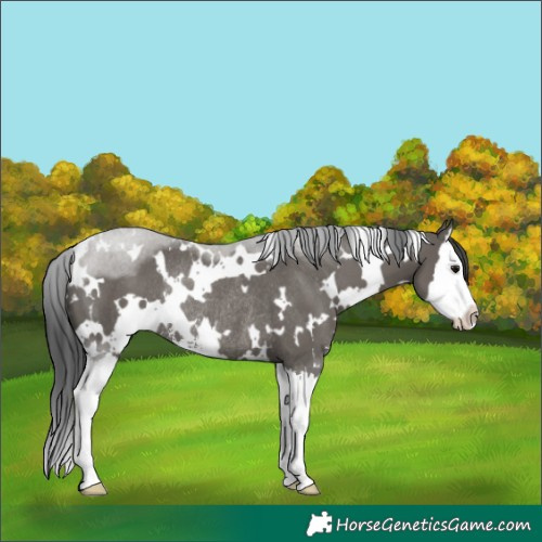 Horse Color:White Spotted Grullo Sabino Splash Rabicano