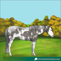 Horse Color:White Spotted Grullo Sabino Splash Rabicano 