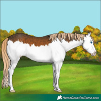Horse Color:Chocolate Palomino Sabino Splash 