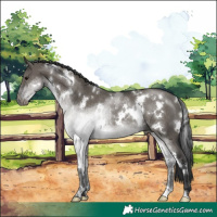 Horse Color:White Spotted Grullo Rabicano