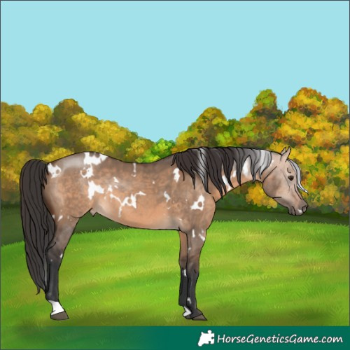 Horse Color:White Spotted Brown Dun Rabicano