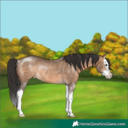 Horse Color:Brown Dun Sabino Splash Rabicano 