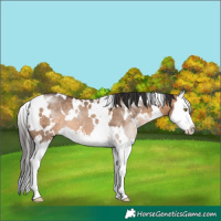 Horse Color:White Spotted Brown Dun Splash Rabicano