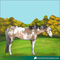 Horse Color:White Spotted Brown Dun Splash Rabicano 