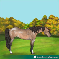 Horse Color:Brown Dun Sabino Rabicano