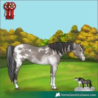 Horse Color:White Spotted Grullo Sabino Rabicano 