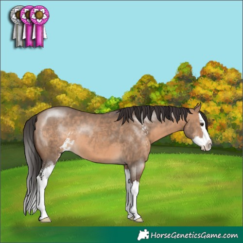 Horse Color:Brown Dun Sabino Splash 