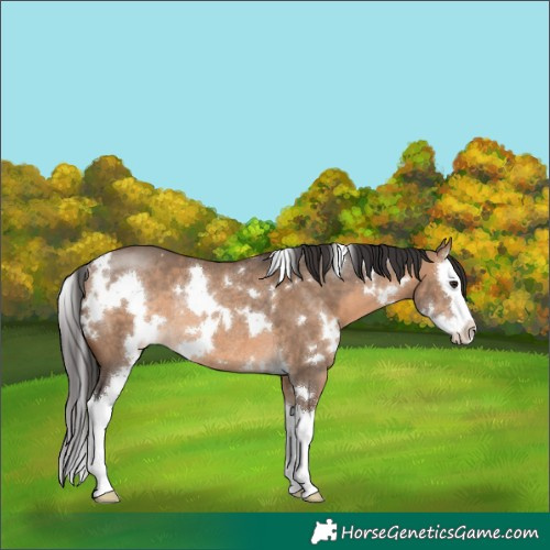 Horse Color:White Spotted Brown Dun Splash Rabicano 