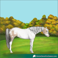Horse Color:White Spotted Brown Dun Sabino Splash Rabicano 