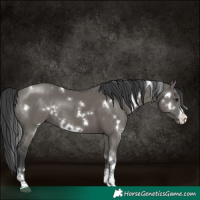 Horse Color:White Spotted Grullo Sabino Rabicano 