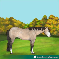 Horse Color:Brown Dun Sabino Rabicano 