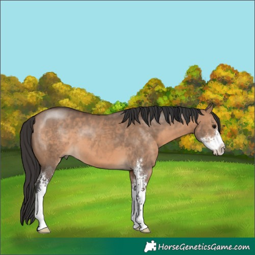 Horse Color:Brown Dun Sabino 