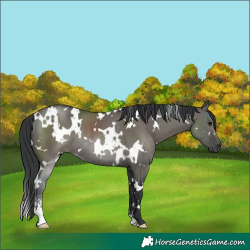 Horse Color:White Spotted Grullo Sabino Rabicano 