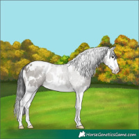 Horse Color:White Spotted Grullo Sabino Splash Rabicano 