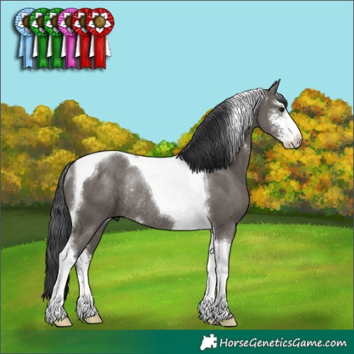 Horse Color:Grullo Sabino Tobiano Rabicano 