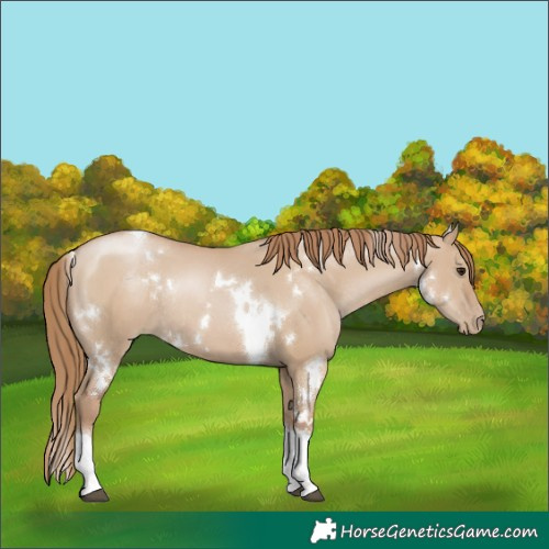 Horse Color:White Spotted Grullo Pearl Tobiano Rabicano