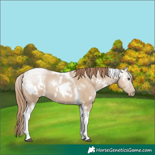 Horse Color:White Spotted Grullo Pearl Tobiano Rabicano