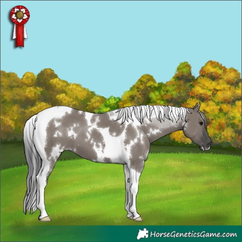 Horse Color:White Spotted Grullo Tobiano