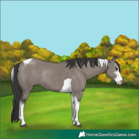 Horse Color:Grullo Sabino Tobiano Rabicano 