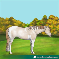 Horse Color:Grullo Pearl Sabino Tobiano Rabicano 