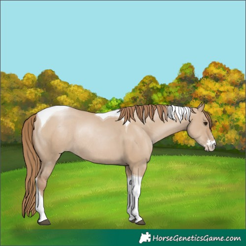 Horse Color:Grullo Pearl Sabino Tobiano Rabicano