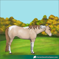 Horse Color:Grullo Pearl Sabino Tobiano Rabicano