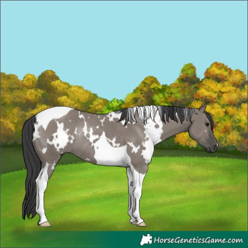 Horse Color:White Spotted Grullo Tobiano Rabicano 