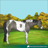 Horse Color:Grullo Sabino Tobiano Rabicano