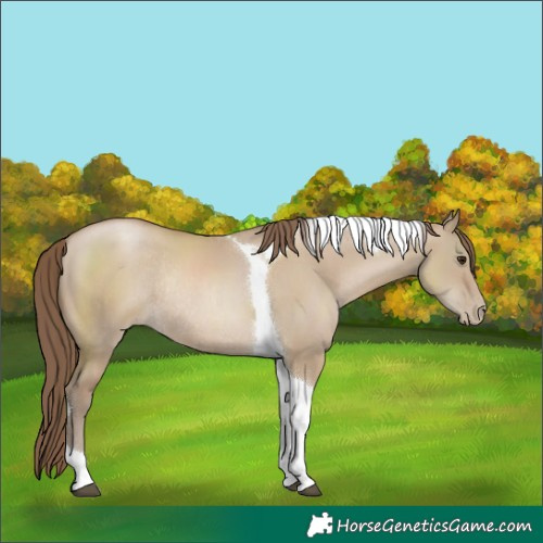 Horse Color:Grullo Pearl Sabino Tobiano Rabicano