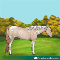 Horse Color:White Spotted Grullo Pearl Tobiano Rabicano 