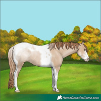 Horse Color:Grullo Pearl Sabino Tobiano Rabicano 