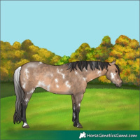 Horse Color:White Spotted Brown Dun Rabicano 